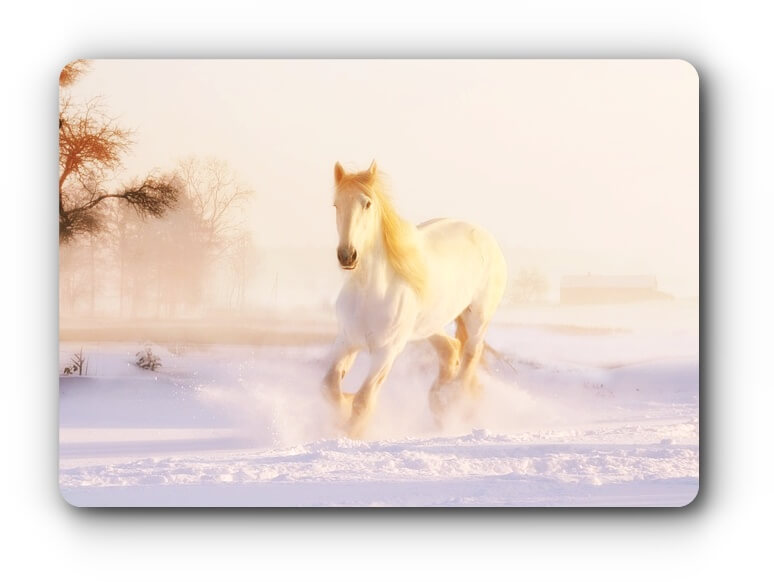gallop-image