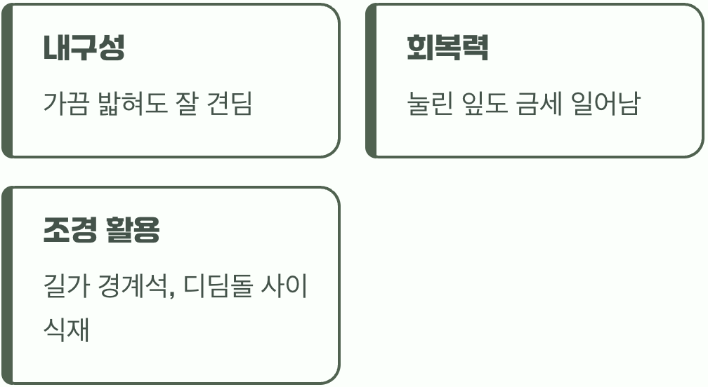 밟아도 괜찮아, 질긴 생명력