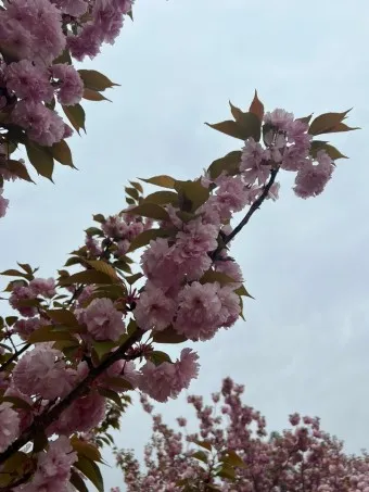 겹벚꽃 개화시기 숨겨진 명소_18