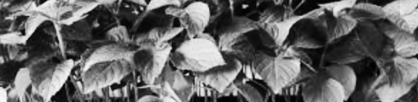 들깨 재배방법: 약 100-120일 동안