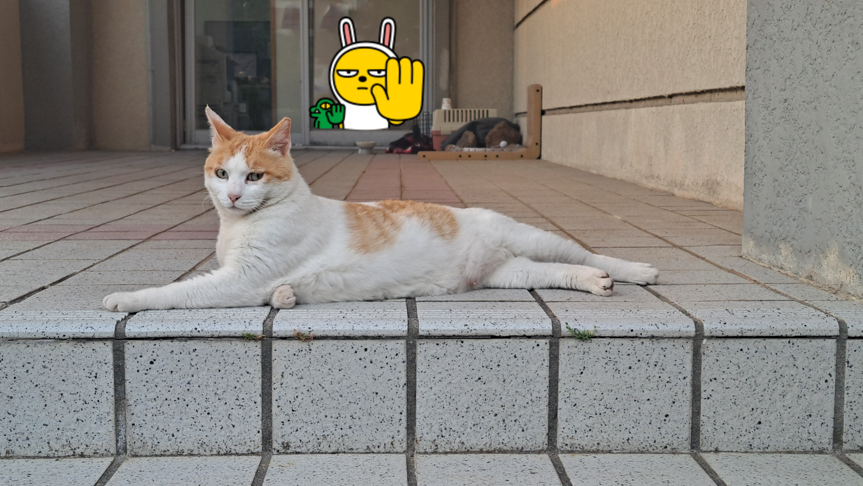 제주대 고양이 로나