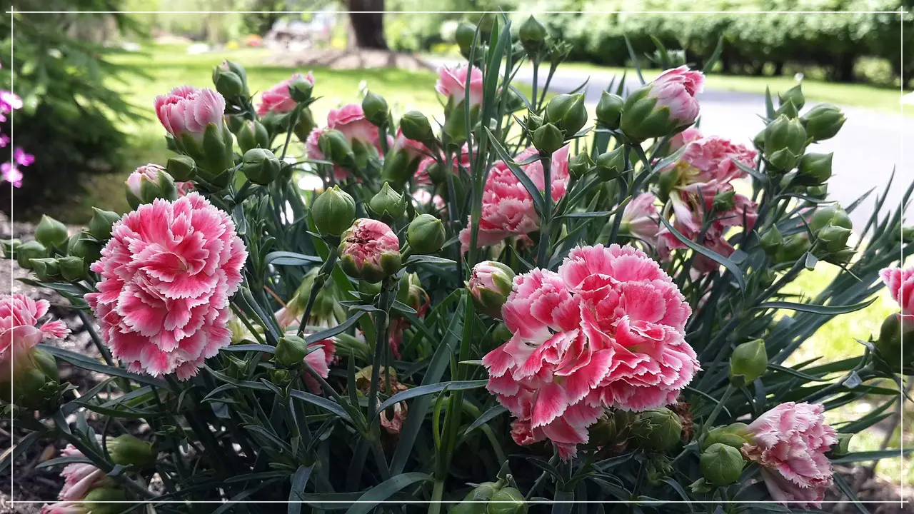 카네이션 키우기