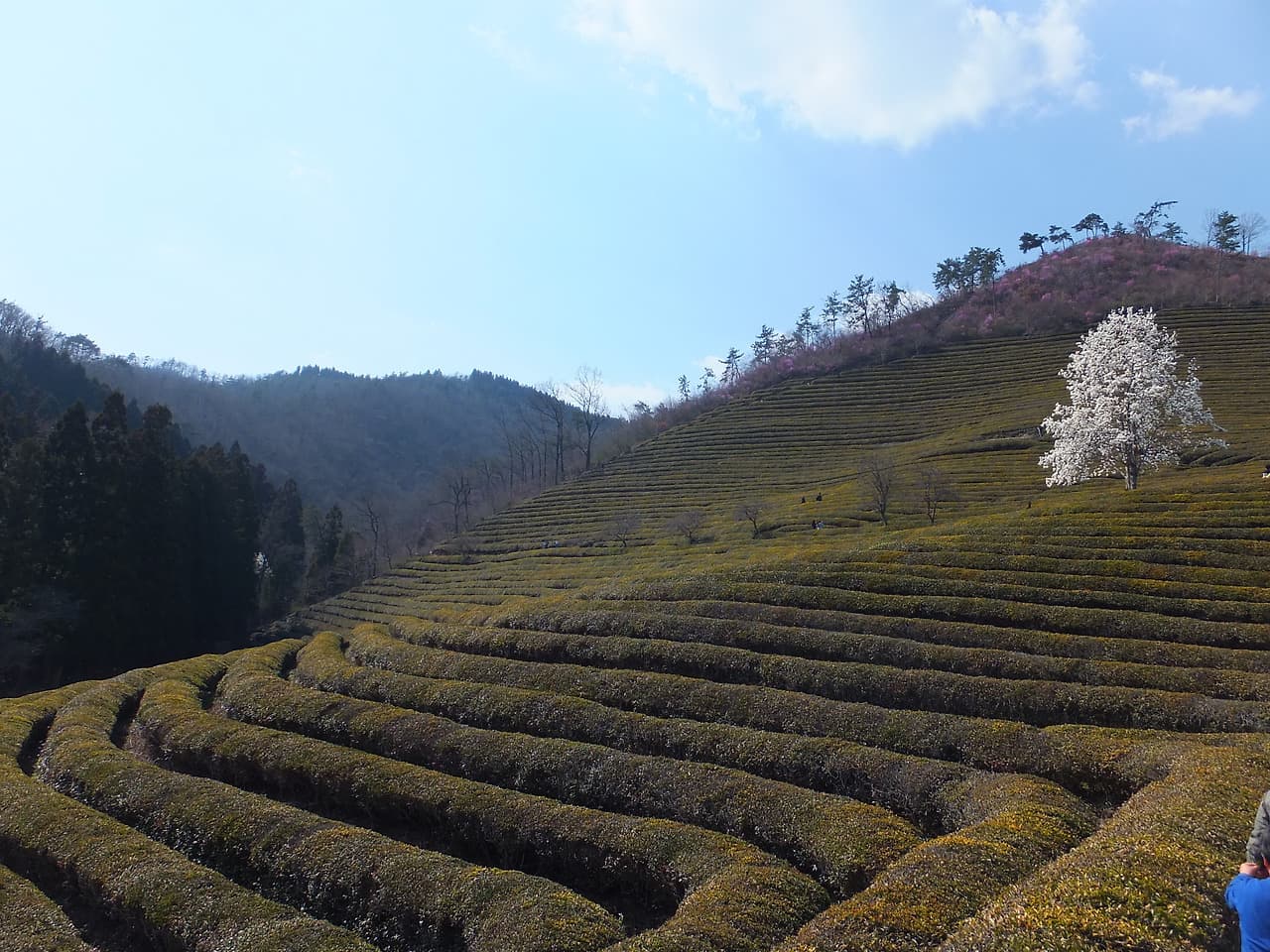 사진에서 보던 그 녹차밭과 한그루 벚꽃나무