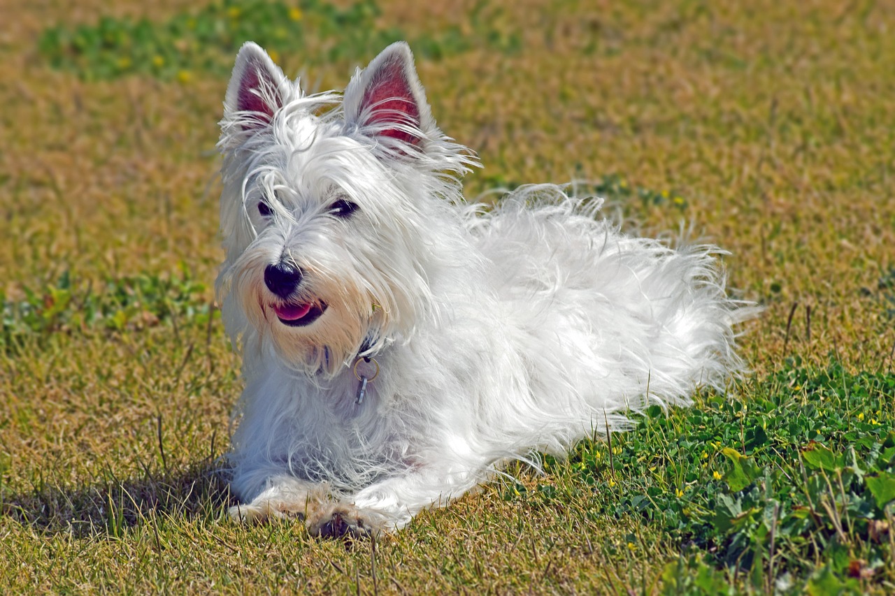 웨스트 하이랜드 화이트 테리어(West Highland White Terrier)2