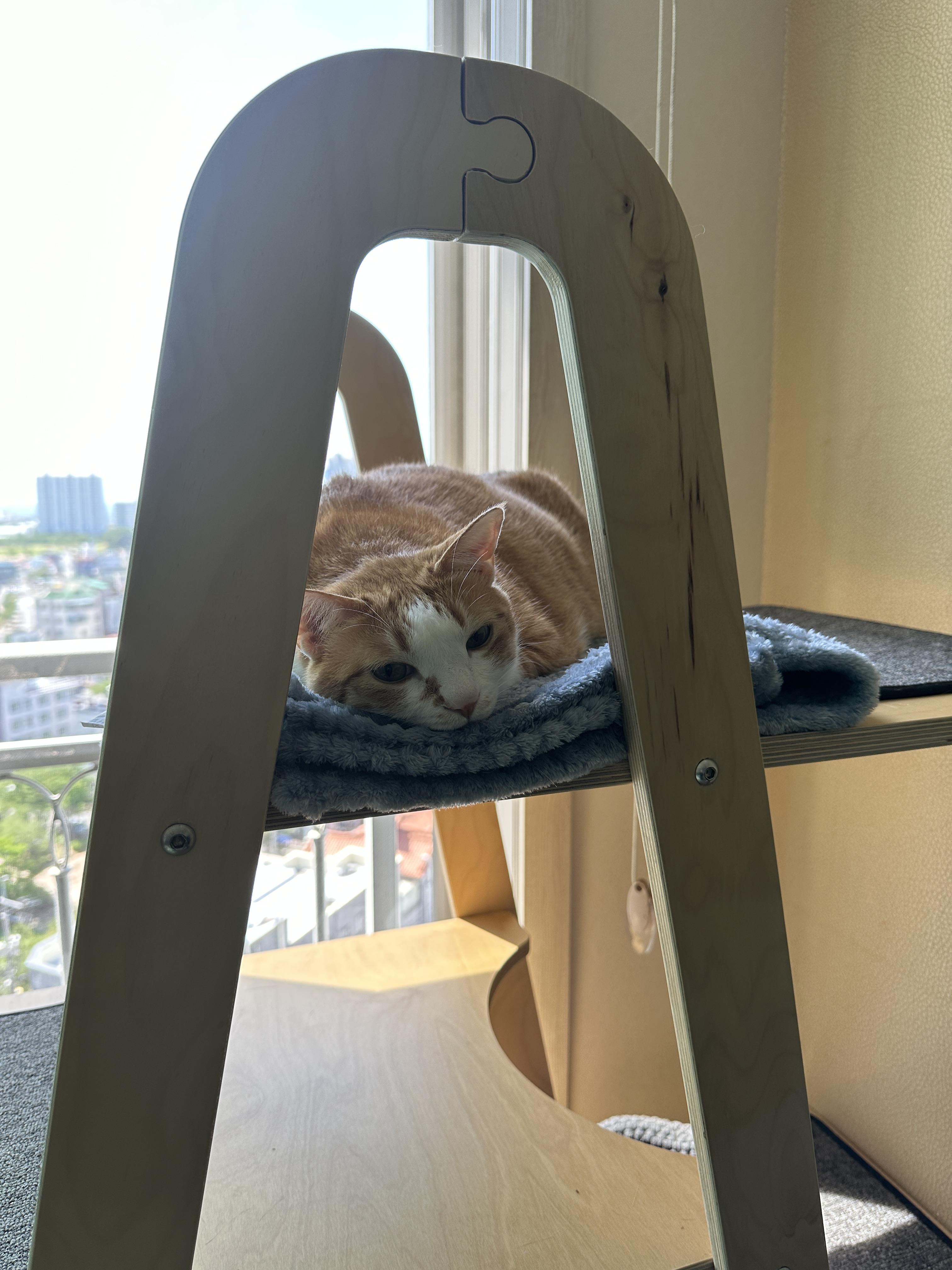 누워서 엄마 배웅하는 치즈냥이 호야 (feat. 집사들이 약속에 늦는 이유)