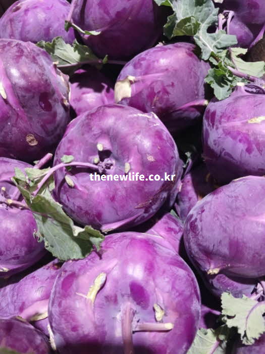 콜라비 효능 GI 혈당 지수 제철 시기