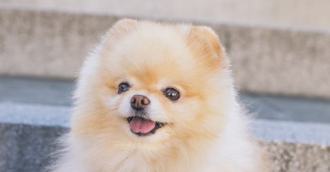 요즘 뜨는 반려견 배변법 관련 사진