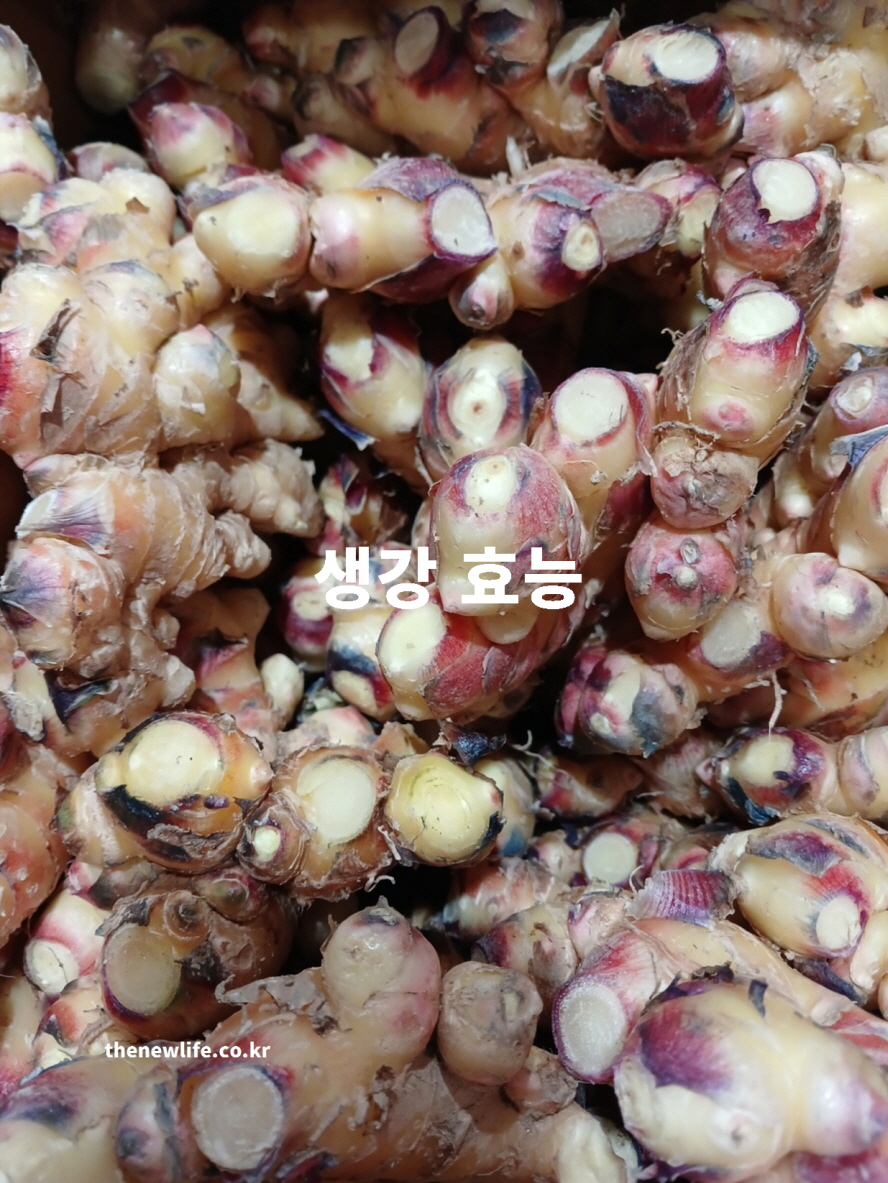 생강 효능을 설명하기 위해 직접 촬영한 수확 실물 생강 사진