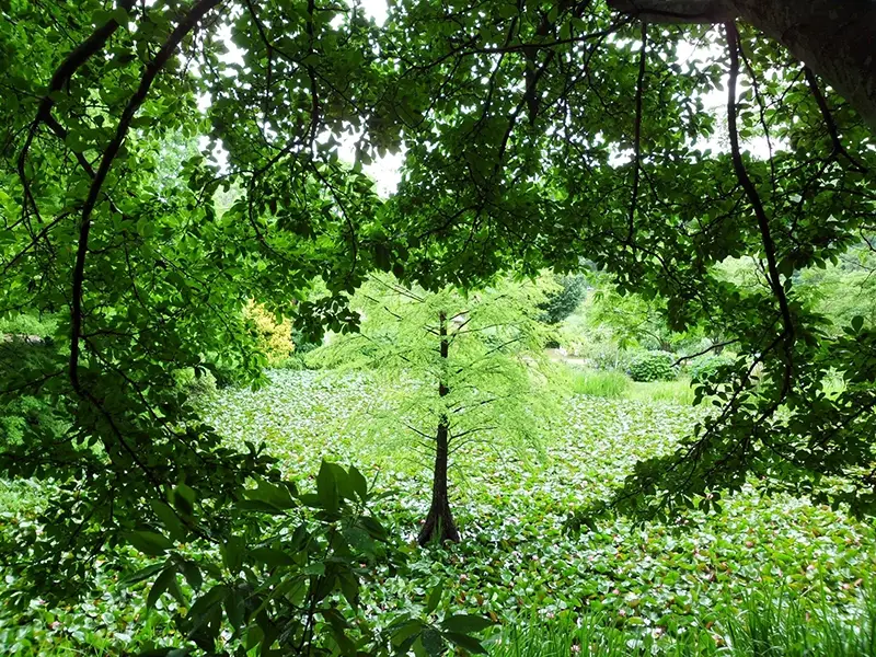 천리포수목원-입장료-운영시간-목련축제