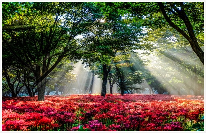 영광 불갑산 불갑사