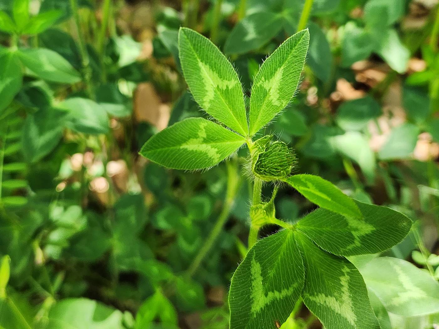 붉은토끼풀 Red Clover