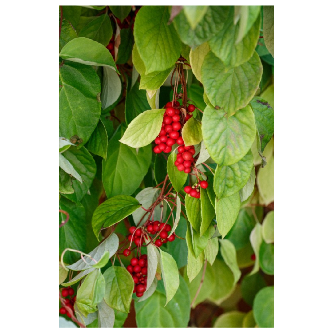 오미자와 관련된 사진입니다.