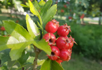 산사나무-열매3