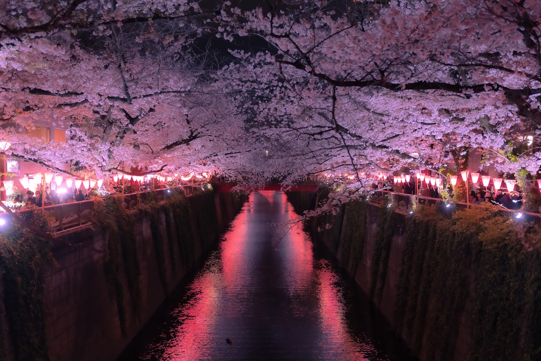 Cherry Blossom Festival