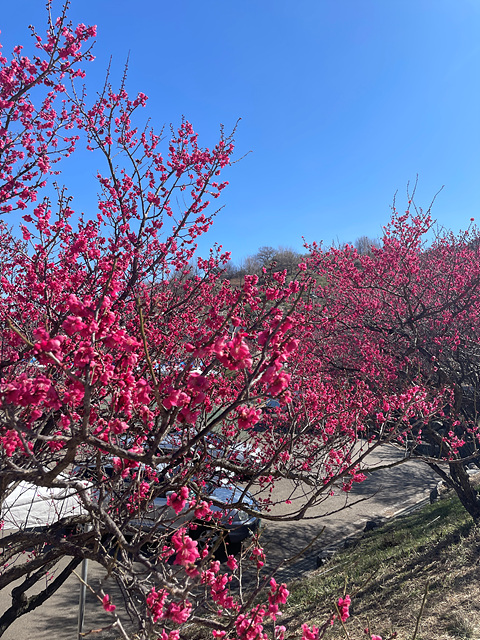 24년 광양 매화 축제 일정 요금 주차