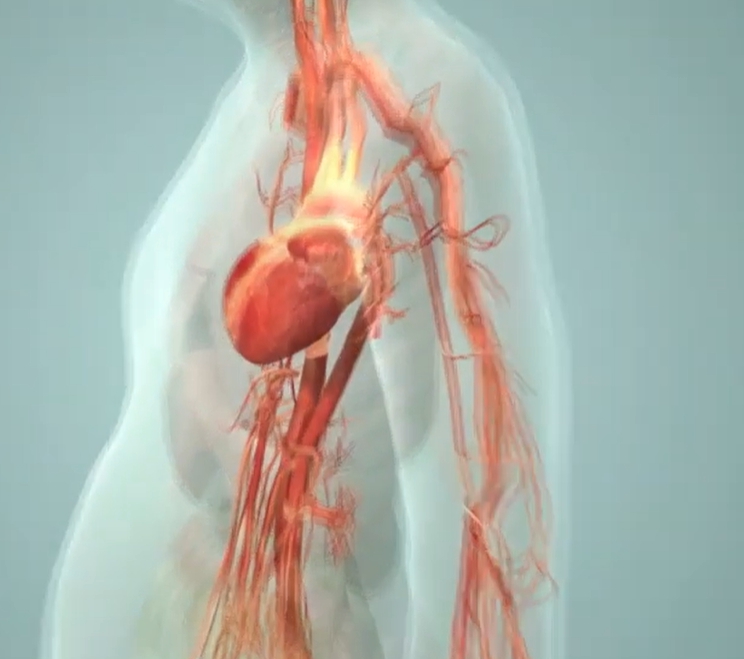 중성지방 정상수치