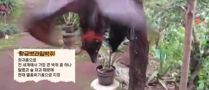 멸종위기종으로 지정된 황금볏과일박쥐