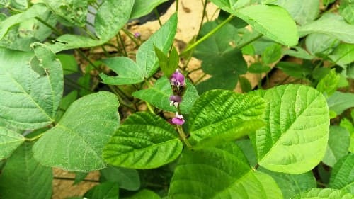 서리태꽃-개화시기-수확시기