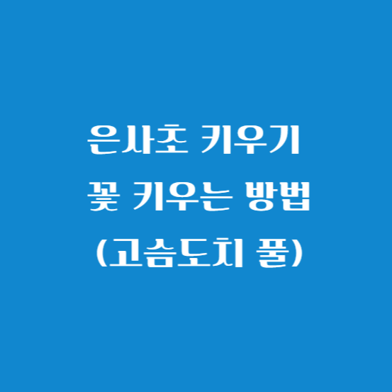 은사초 키우기 꽃 키우는 방법(고슴도치 풀)