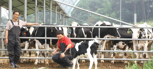 6시내고향 전북 남원 치즈와 요구르트 하먼치즈 방문 및 구매정보