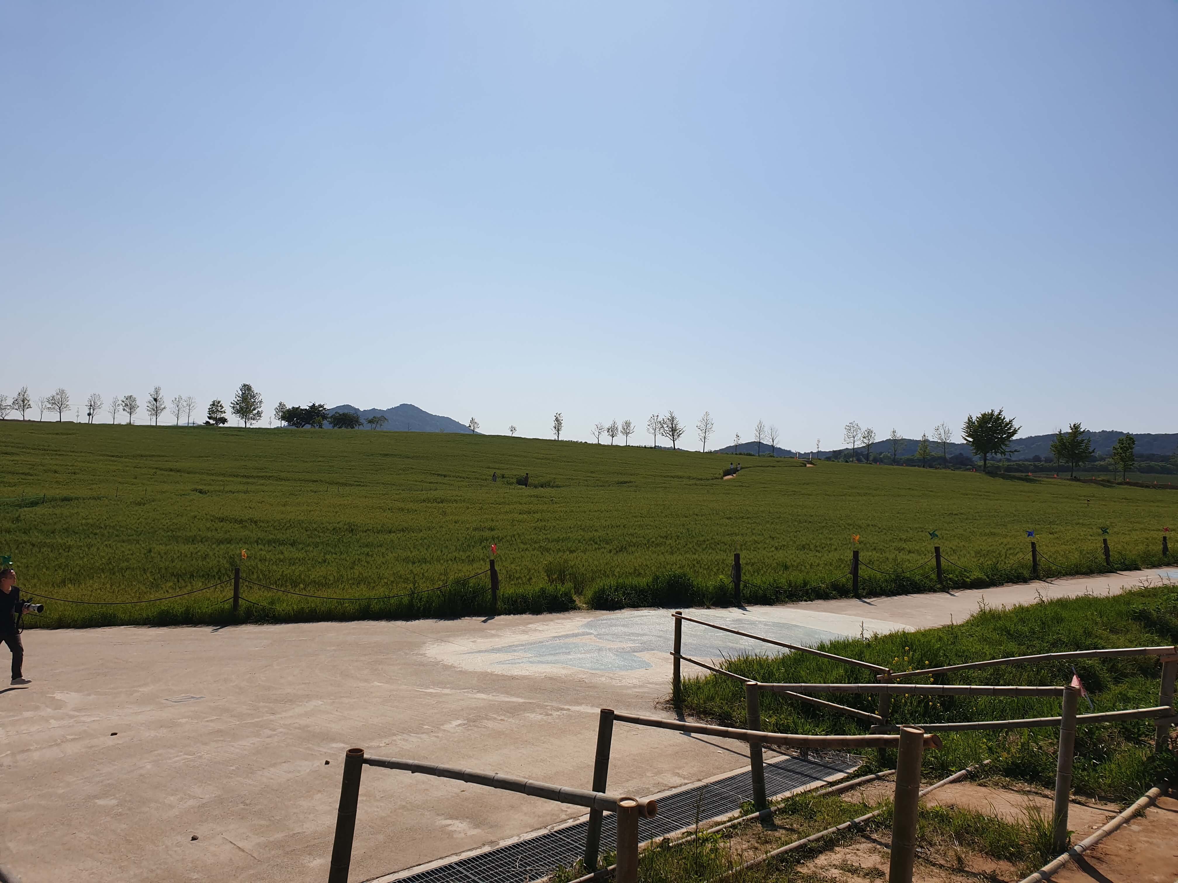 고창 학원농장 청보리밭