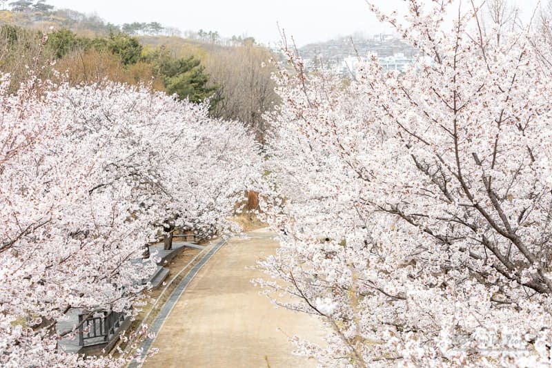 서울 벚꽃 개화시기