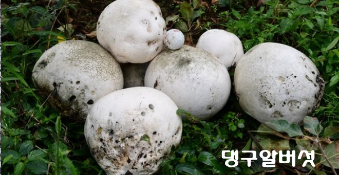 댕구알 버섯