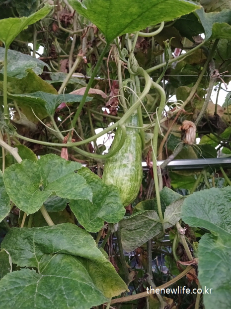 그늘진 덩굴에 매달린 애호박-애호박 효능의 체온 조절과 수분 보충 관련된 실물 사진 (3)