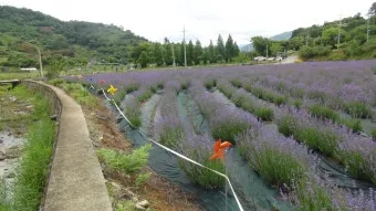 라벤더 재배 배수 확보 햇빛 관리 향 오래 유지_6