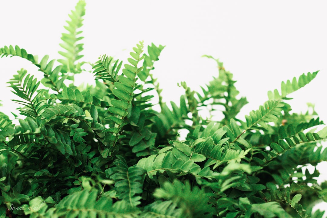Fern