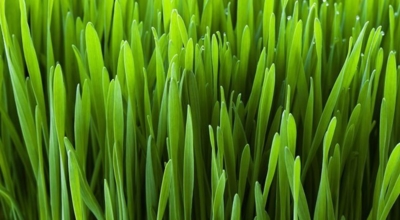 새싹보리이미지