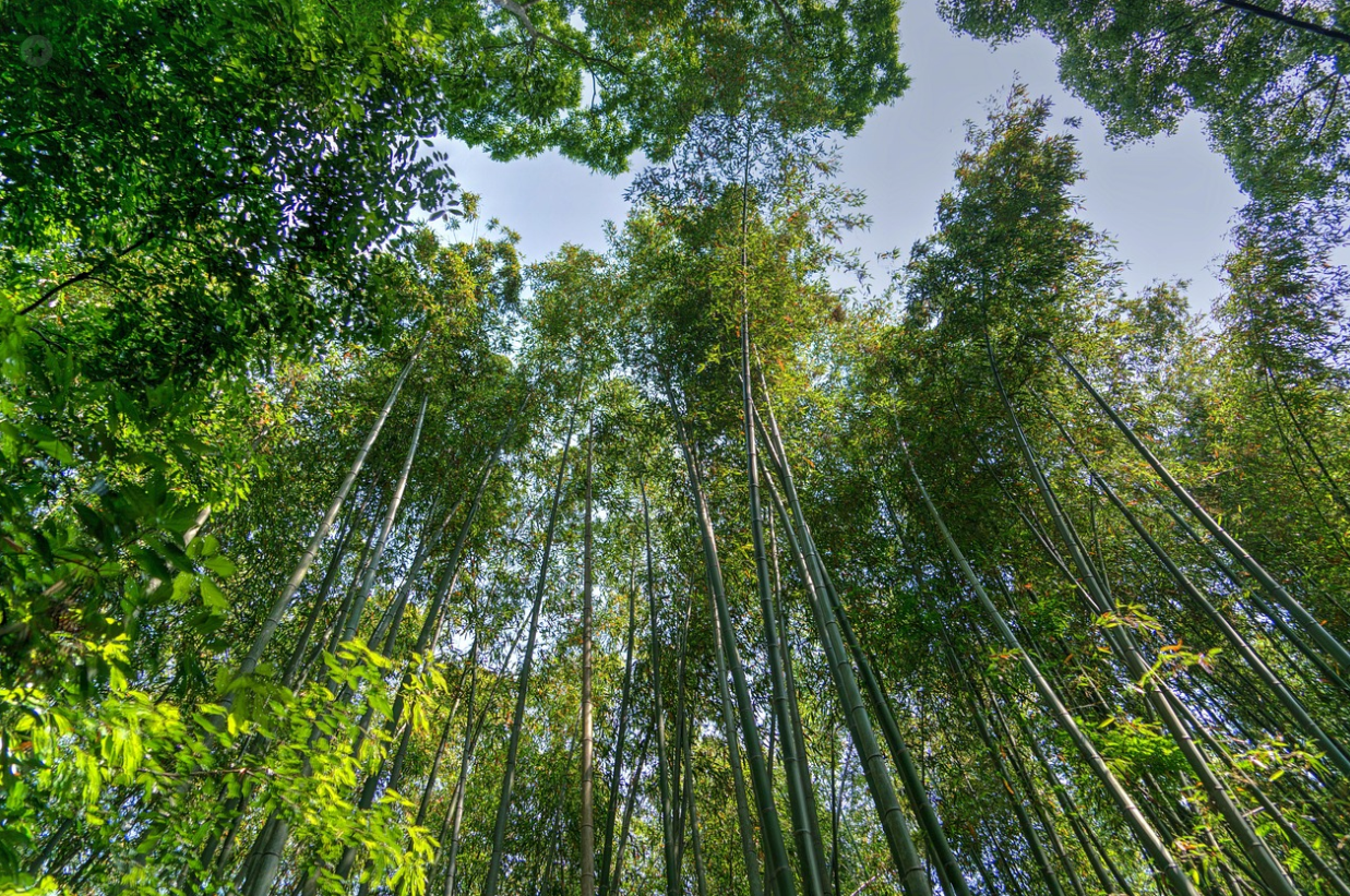 교토 아라시야마 대나무숲