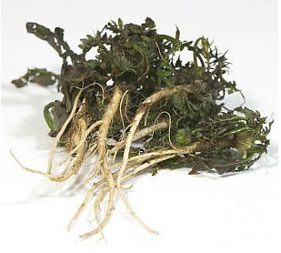 냉이: 봄의 건강한 보물