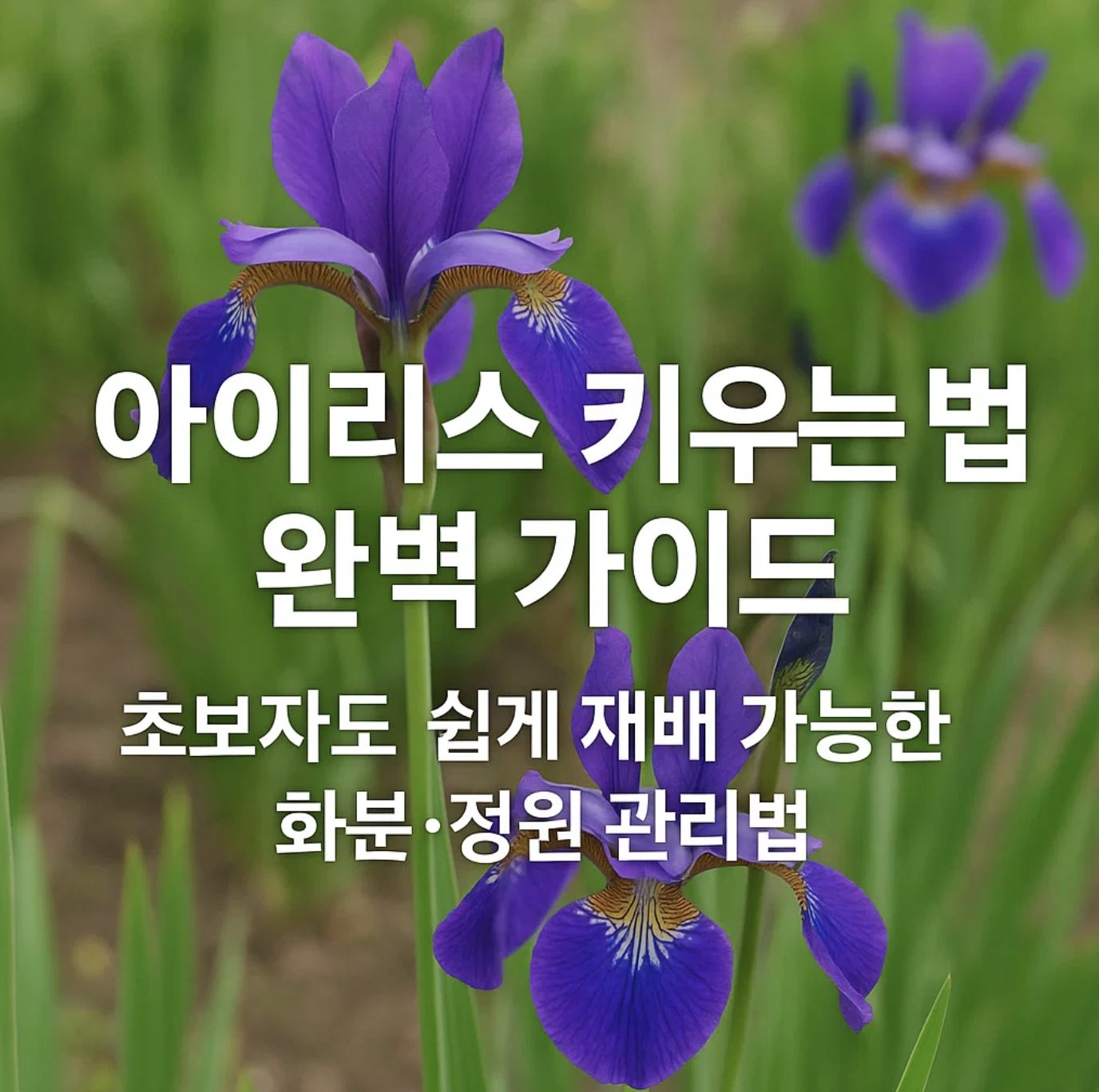 아이리스 키우는 법 완벽 가이드, 초보자도 쉽게 재배 가능한 화분·정원 관리법