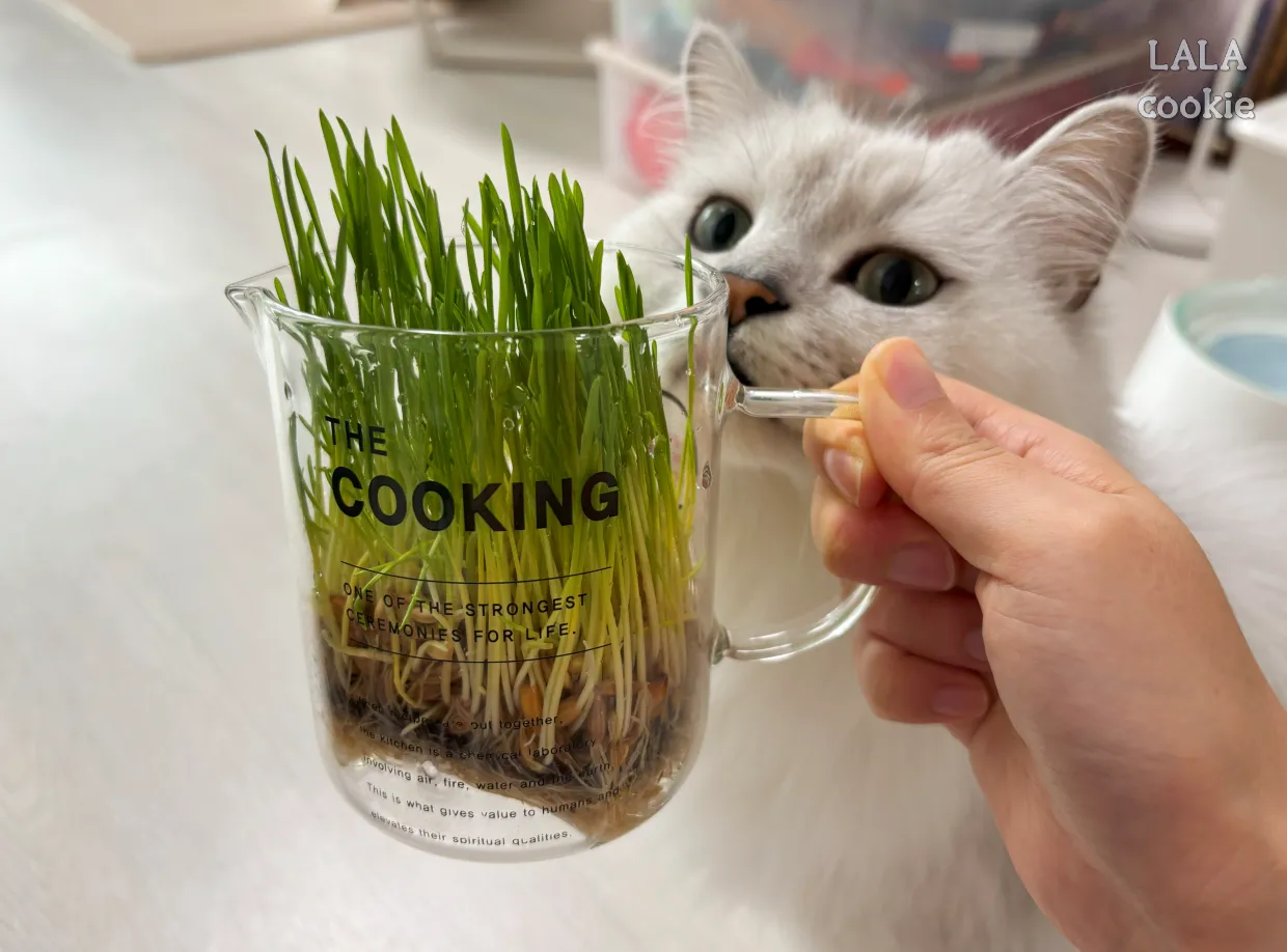 고양이가-좋아하는-풀-캣그라스-귀리와-고양이-사진