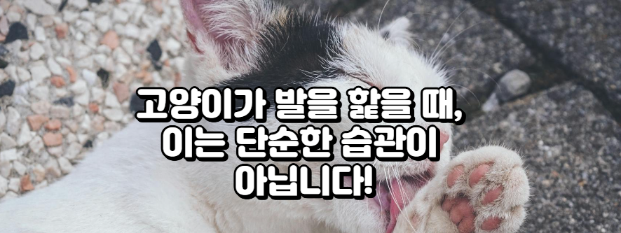 고양이 발을 핥는 이유: 건강, 스트레스, 피부 질환, 알레르기와 보험으로 해결하는 방법