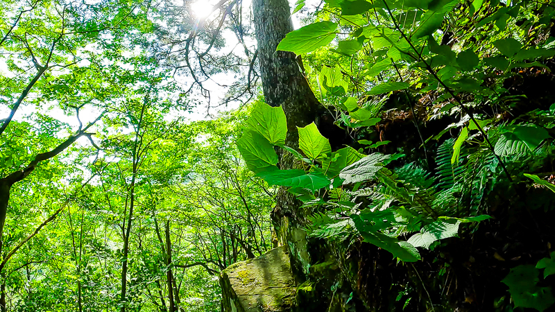 바위에 뿌리를 내린 나무