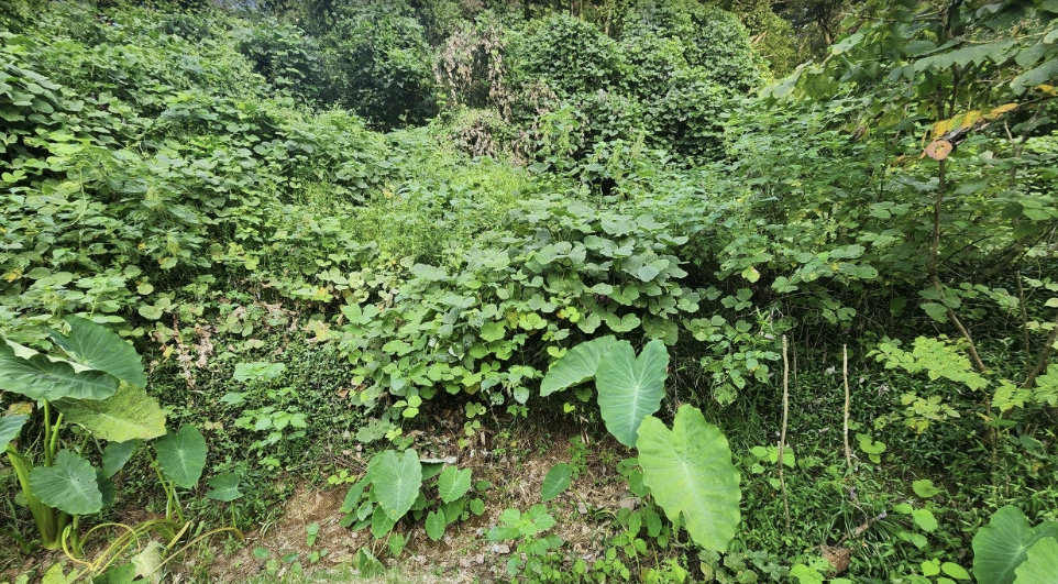 Alt 속성 문제 해결 설명 이미지