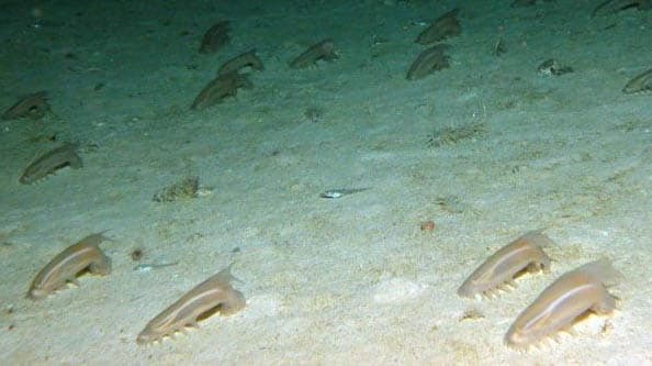 희귀 심해 생물 바다의 신비, 심해 해삼의 자기 방어 능력