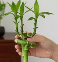 행운목 키우는 방법