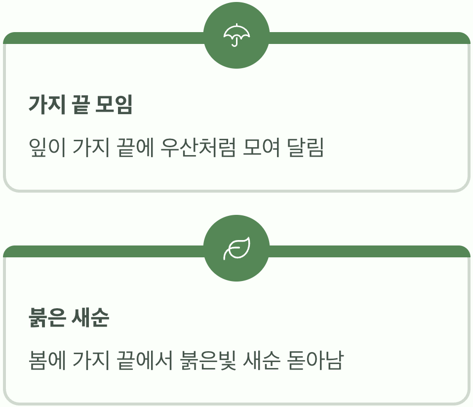 첫 번째, 후박나무의 서명 '가지 끝에 모인 잎'