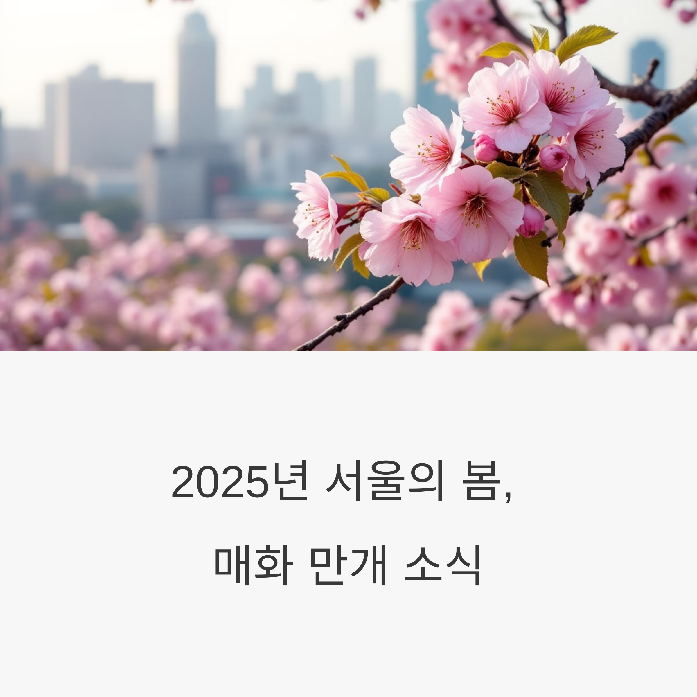 서울 매화 실시간 개화 정보