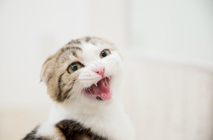 입을 벌리고 울고 있는 스코티쉬 폴드.