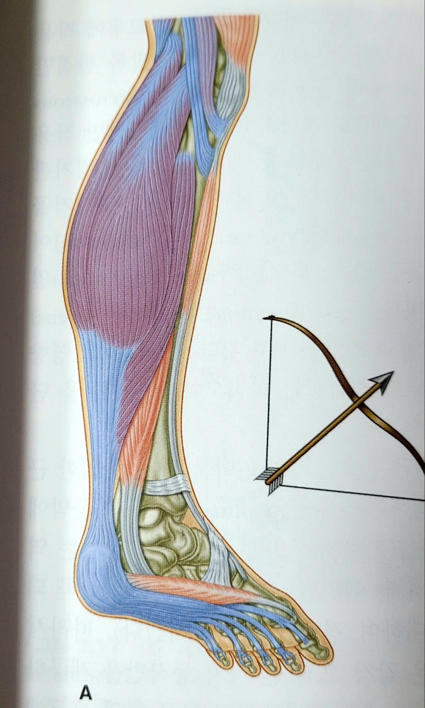 종골이 팽팽한 활시위에서 활이 밀려나가듯 발목방향으로 밀려나간다.