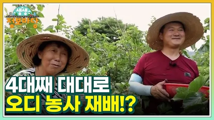 오디 재배 뽕나무 전정 수확 시기 저장 요령_8