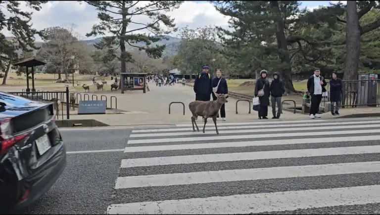 도로를 건너는 사슴