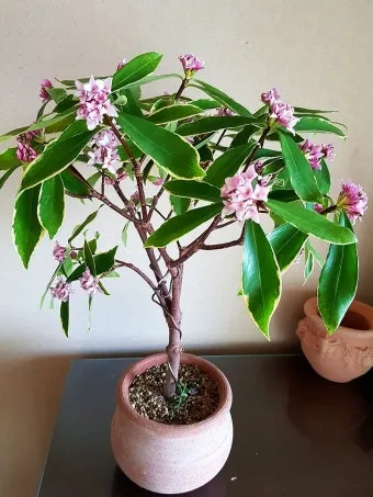 천리향 키우기와 향을 오래 유지하는 방법_2