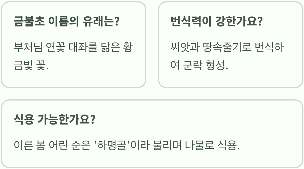 여름 감국, 금불초 키우기 A to Z