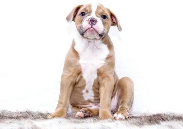 강아지 종합검진관련사진