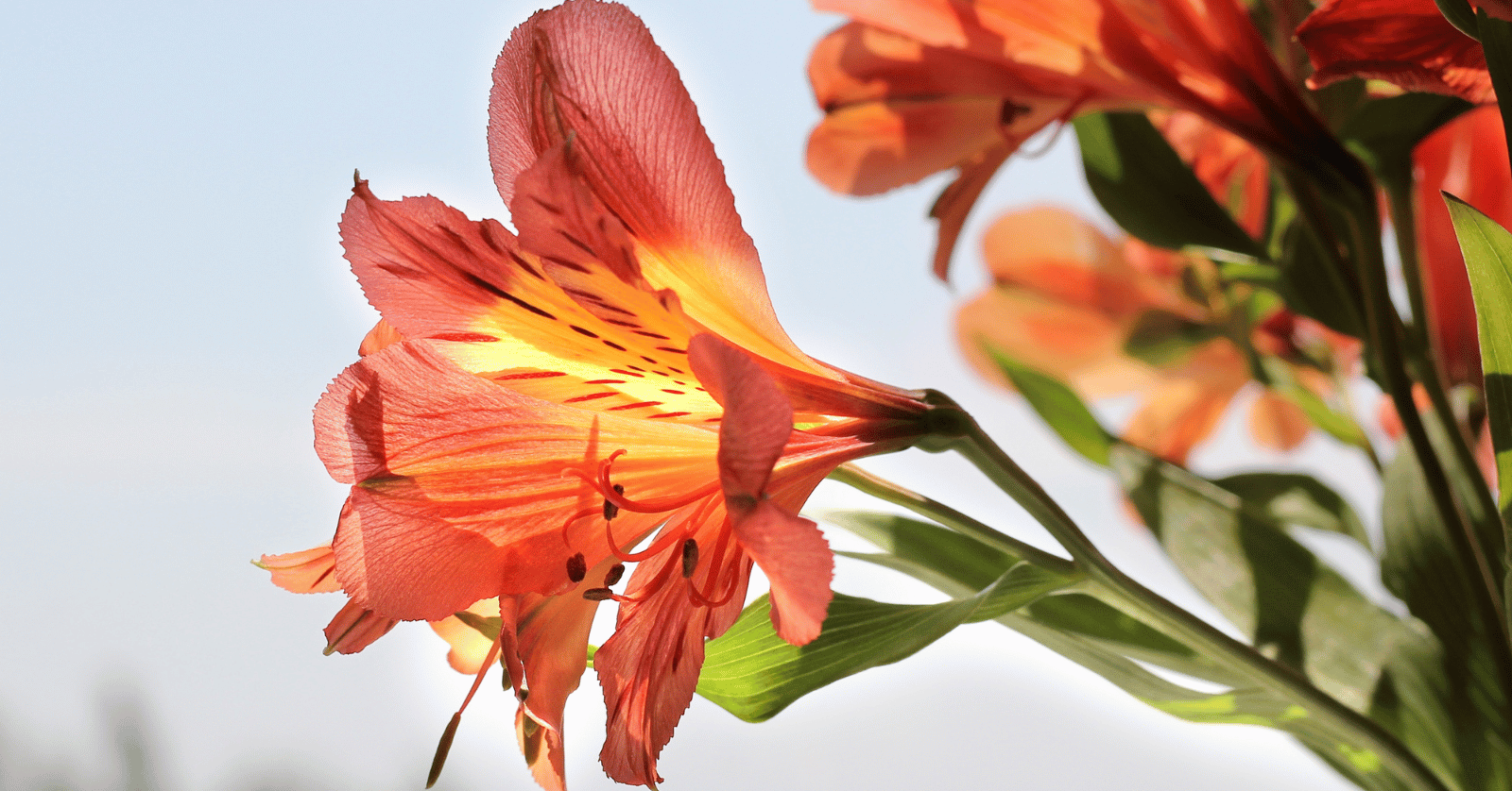 개복숭아수확시기